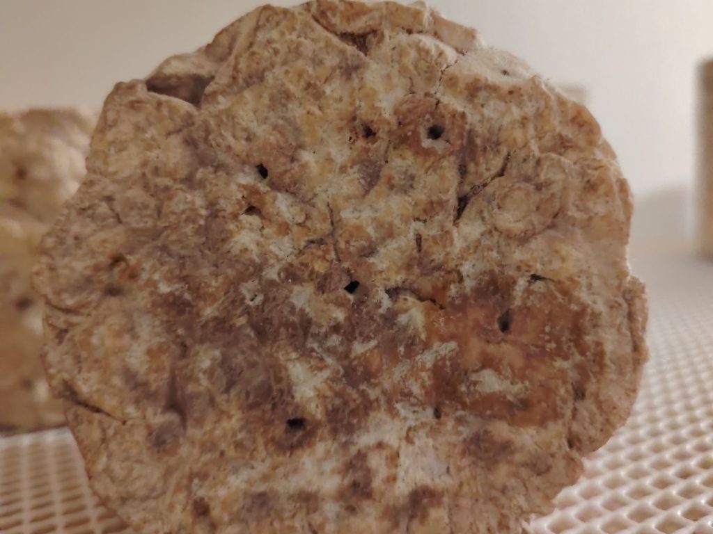 Pieza de Azulito de Montaña de Cabra madurando en la bodega